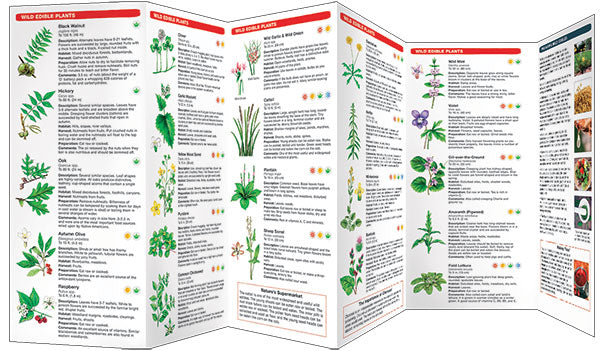 Load image into Gallery viewer, Pathfinder - Edible Plants of the Eastern Woodlands
